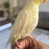 عروس هلندی لوتینو|پرنده|شاهینشهر, خانه کارگر|دیوار