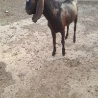 نربز پاکستانی