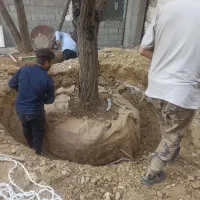 جابجایی انواع درخت مثمر و غیر مثمر|خدمات باغبانی و درختکاری|تهران, پاسداران|دیوار