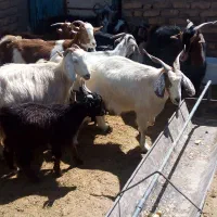 بز و بزغاله
