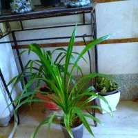 گل و درخت|گل و گیاه طبیعی|شیراز, کوزه گری|دیوار