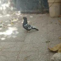 سینه نر|حیوانات مزرعه|مشهد, شهید شهریاری|دیوار