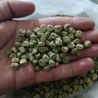 بذر نخود فرنگی ولف و راین