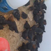 بلک استار خروس