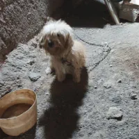 پاپی گوش تیز|سگ|تربت‌حیدریه, فتح المبین|دیوار