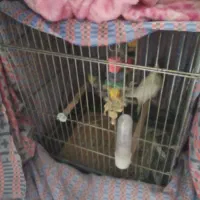 عروس هلندی سخنگو فروش فوری|پرنده|فولادشهر, B2|دیوار