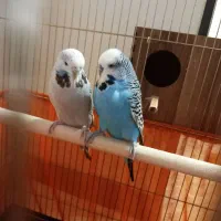 جفت مرغ عشق انگلیسی مولد