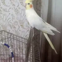 عروس هلندی لوتینو اهلی|پرنده|شوط, |دیوار