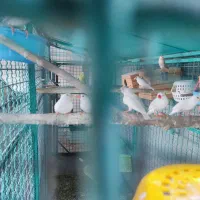 فروش مرغ عشق