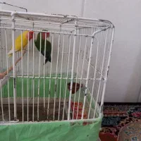 کوتوله جفت|پرنده|آران و بیدگل, |دیوار