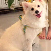 سگ پامرانین|سگ|پاکدشت, پاکدشت (مامازند)|دیوار