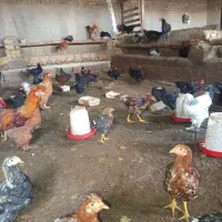 جوجه گلین|حیوانات مزرعه|شاهنجرین, |دیوار