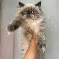 گربه هیمالین اصیل