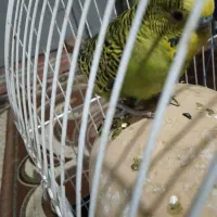 مرغ عشق نر با قفس