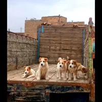 نامبر وان نر و ماده