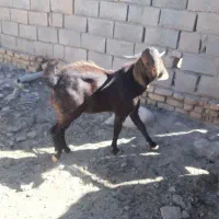 تعدادی بزوبزغاله جوان سرحال