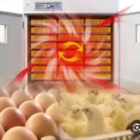 خدمات جوجه کشی پذیرفته میشود