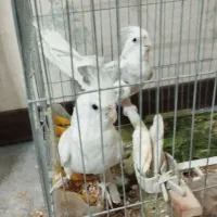 عروس هلندی آلبینو مولد