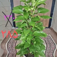 گل آپارتمان بابا آدم بلک ریشه پر و پر از پاجوش ۷۵|گل و گیاه طبیعی|اصفهان, باغ فدک|دیوار