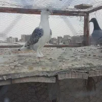 کبوتر|پرنده|بیرجند, |دیوار