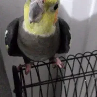 دو عدد عروس هلندی نر و ماده