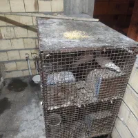 قفس ضد سرقت