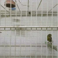 قناری|پرنده|قائن, |دیوار