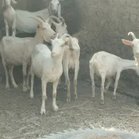 بز زایده سا