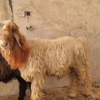 قوچ گله|حیوانات مزرعه|مسجد سلیمان, |دیوار