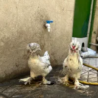 مرغ و خروس لهستانی سلطان کاکلی