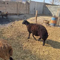 دوعدد قوچ افشاری درجه یک فروشی|حیوانات مزرعه|اصفهان, بوستان ناژوان|دیوار
