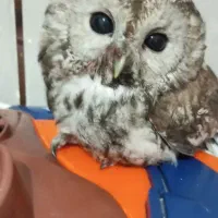 پرندخوش شانس 5ملیون