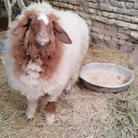 بره ماده|حیوانات مزرعه|کرخه, |دیوار