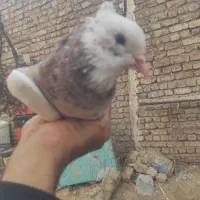 کبوتر طوقی|پرنده|اسفرورین, |دیوار