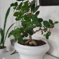 گل بنسای