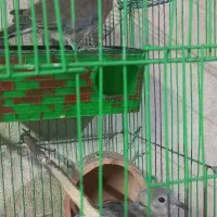 کبوتر خانگی|پرنده|زهک, |دیوار