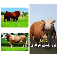 مکمل فسفر ۹۰درصد پاکت ۵کیلویی