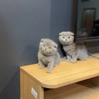 اسکاتیش بولو فوولد خالص