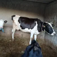 گاوشیری با گوساله|حیوانات مزرعه|بیله سوار, |دیوار