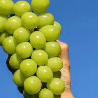 پیشفروش نهال انگور موسکات