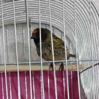 گلبسر نر|پرنده|شاهینشهر, مسکن مهر|دیوار