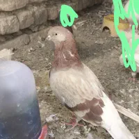 ماده کاشانی