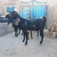 بز نر مری پلنگی