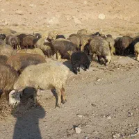 ۱۳۰ راس میش|حیوانات مزرعه|مرودشت, ژیان|دیوار