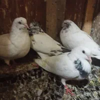 کبوتر فروشی|پرنده|رشت, جانبازان|دیوار