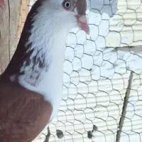 خوشرنگ سرخ