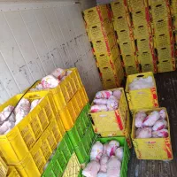 عرضه مستقیم سینه فیله ران مرغ