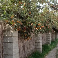 فروش‌خرمالو‌سرباغ‌یکجا