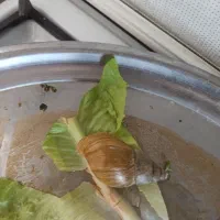 حلزون مجانی