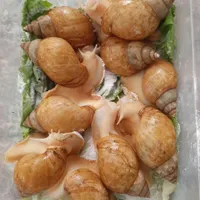 حلزون حهت حلزون تراپی